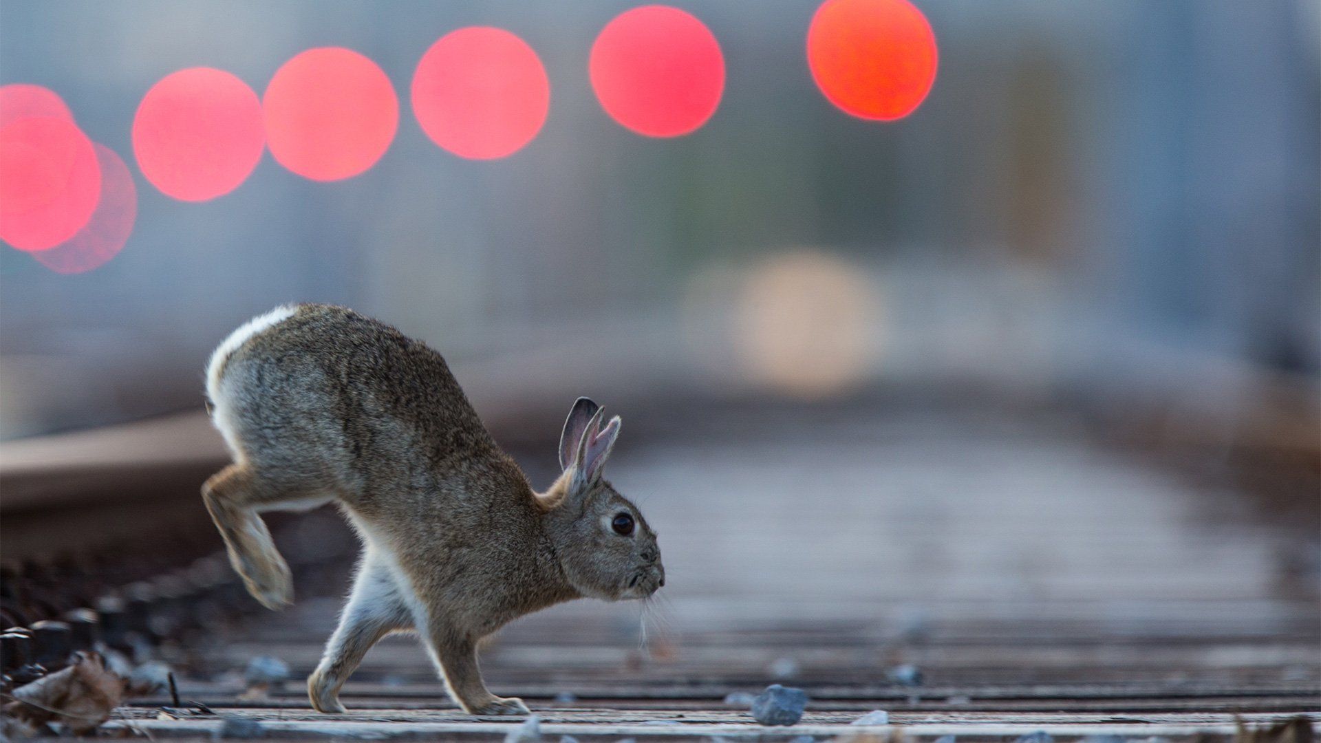 A rabbit runs across a train track in Vienna. 
